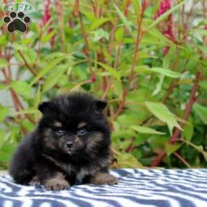 Trinity, Pomeranian Puppy